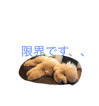 いぬねこずスタンプ（個別スタンプ：16）