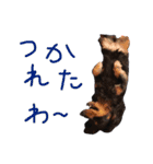 ルイちゃんのスタンプ（個別スタンプ：12）