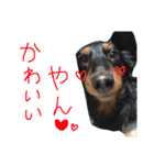ルイちゃんのスタンプ（個別スタンプ：15）