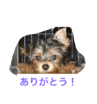 レオのひとこと（個別スタンプ：2）