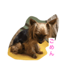 レオのひとこと（個別スタンプ：5）