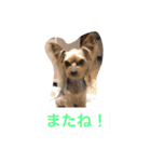 レオのひとこと（個別スタンプ：7）