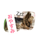 レオのひとこと（個別スタンプ：8）