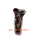 Italian Greyhound CELLO（個別スタンプ：2）