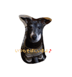 Italian Greyhound CELLO（個別スタンプ：4）