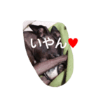 Italian Greyhound CELLO（個別スタンプ：7）