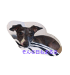 Italian Greyhound CELLO（個別スタンプ：8）