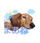 アップルと時々ミルク（個別スタンプ：23）