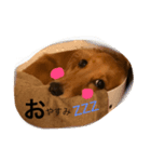 ダックス親子のレック・きなこ・ゆず（個別スタンプ：7）