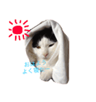 猫のたまくん♪♪（個別スタンプ：1）