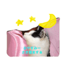 猫のたまくん♪♪（個別スタンプ：2）