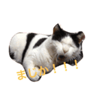 猫のたまくん♪♪（個別スタンプ：3）