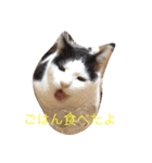 猫のたまくん♪♪（個別スタンプ：4）