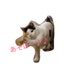猫のたまくん♪♪（個別スタンプ：5）