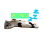 猫のたまくん♪♪（個別スタンプ：6）