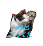猫のたまくん♪♪（個別スタンプ：7）
