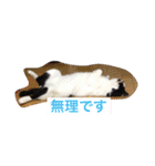 猫のたまくん♪♪（個別スタンプ：8）