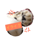 猫のたまくん♪♪（個別スタンプ：9）