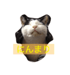 猫のたまくん♪♪（個別スタンプ：11）