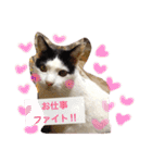 猫のたまくん♪♪（個別スタンプ：12）
