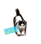 猫のたまくん♪♪（個別スタンプ：14）
