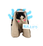 猫のたまくん♪♪（個別スタンプ：15）