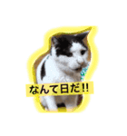 猫のたまくん♪♪（個別スタンプ：17）