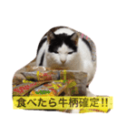 猫のたまくん♪♪（個別スタンプ：18）