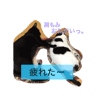 猫のたまくん♪♪（個別スタンプ：19）