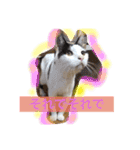 猫のたまくん♪♪（個別スタンプ：20）