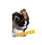 猫のたまくん♪♪（個別スタンプ：22）