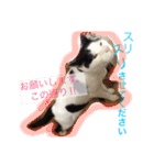 猫のたまくん♪♪（個別スタンプ：24）