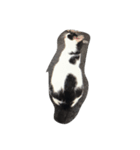 stray cat t（個別スタンプ：1）