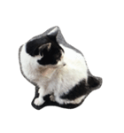 stray cat t（個別スタンプ：8）