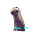 ワンダフルな犬（個別スタンプ：2）