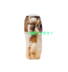 ワンダフルな犬（個別スタンプ：5）