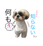 シーズーのぷーちゃん♡（個別スタンプ：7）