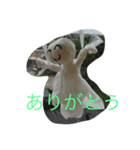 adau！！（個別スタンプ：6）