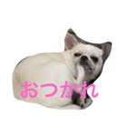 こたのスタンプ（個別スタンプ：1）