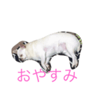 こたのスタンプ（個別スタンプ：3）