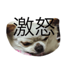 こたのスタンプ（個別スタンプ：5）