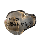 さらんのスタンプ 第7弾（個別スタンプ：13）