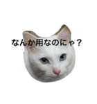 さらんのスタンプ 第7弾（個別スタンプ：22）