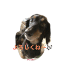 小次郎と申します✌︎（個別スタンプ：3）