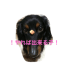 小次郎と申します✌︎（個別スタンプ：7）