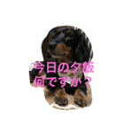 小次郎と申します✌︎（個別スタンプ：8）