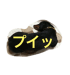 小次郎と申します✌︎（個別スタンプ：11）