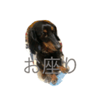 小次郎と申します✌︎（個別スタンプ：12）