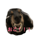 小次郎と申します✌︎（個別スタンプ：16）