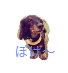 小次郎と申します✌︎（個別スタンプ：17）